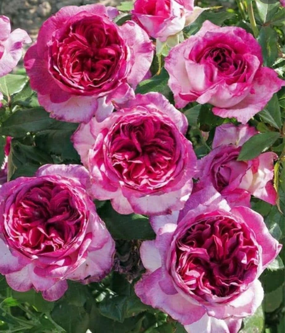 Amazon.co.jp: バラ苗 強健 四季咲 強香 切花種 薔薇苗 : DIY・工具